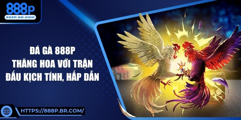 Đá Gà 888P Thăng Hoa Với Trận Đấu Kịch Tính, Hấp Dẫn 1 Đá Gà 888P Thăng Hoa Với Trận Đấu Kịch Tính, Hấp Dẫn